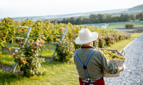 Weinbau & Agrarwirtschaft